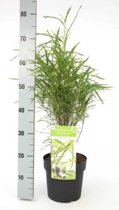 Smalbladige Vuilboom (Frangula Alnus 'Fine Line') -Green Roots Exporteren Winkel frangula alnus fine line 2