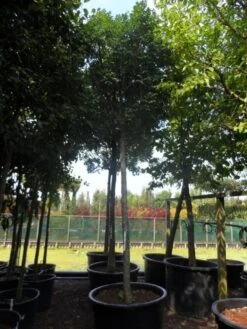 Pluim Es (Fraxinus Ornus 'Meczek') -Green Roots Exporteren Winkel fraxinus ornus meczek 25 30ho c350