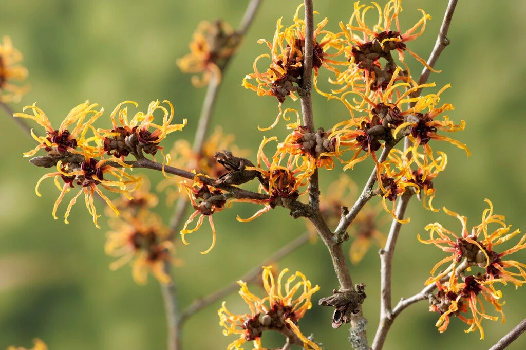 Toverhazelaar (Hamamelis Intermedia 'Orange Beauty') 2 Toverhazelaar (Hamamelis Intermedia 'Orange Beauty') - Afbeelding 2