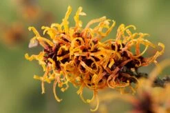 Toverhazelaar (Hamamelis Intermedia 'Orange Beauty')