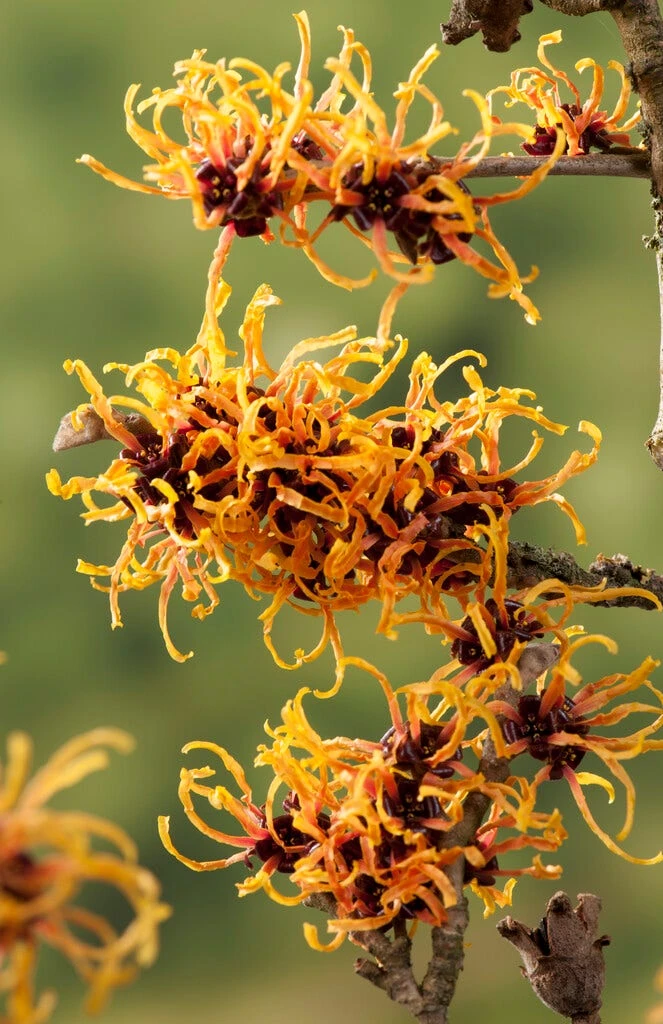 Toverhazelaar (Hamamelis Intermedia 'Orange Beauty') 3 Toverhazelaar (Hamamelis Intermedia 'Orange Beauty') - Afbeelding 3