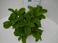 Rhododendron (Rhododendron 'Germania') 24 Rhododendron (Rhododendron 'Germania') -Green Roots Exporteren Winkel germania c2 boven 1