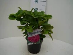 Rhododendron (Rhododendron 'Germania') 22 Rhododendron (Rhododendron 'Germania') -Green Roots Exporteren Winkel germania c2 voor 1