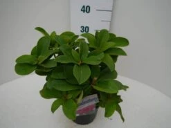 Rhododendron (Rhododendron 'Germania') 23 Rhododendron (Rhododendron 'Germania') -Green Roots Exporteren Winkel germania c2 zij 1