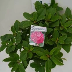 Rhododendron (Rhododendron 'Germania') 30 Rhododendron (Rhododendron 'Germania') -Green Roots Exporteren Winkel germania c7.5 boven 1