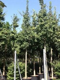 Japanse Notenboom (Ginkgo Biloba) -Green Roots Exporteren Winkel gingko bilobo 25 30