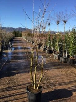 Japanse Notenboom, Meerstammig (Ginkgo Biloba) -Green Roots Exporteren Winkel gingko bilobo meerstammig 200 250cm30 1