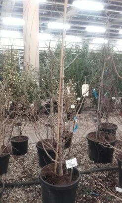 Japanse Notenboom (Ginkgo Biloba) -Green Roots Exporteren Winkel ginkgo biloba