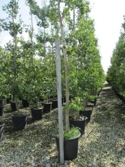 Japanse Notenboom (Ginkgo Biloba) -Green Roots Exporteren Winkel ginkgo biloba