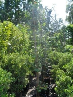 Japanse Notenboom (Ginkgo Biloba) -Green Roots Exporteren Winkel ginkgo biloba 10 12 14 geveerd