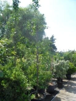 Japanse Notenboom (Ginkgo Biloba) -Green Roots Exporteren Winkel ginkgo biloba 14 16 geveerd