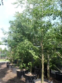 Japanse Notenboom (Ginkgo Biloba) -Green Roots Exporteren Winkel ginkgo biloba 18 20 25 geveerd c130