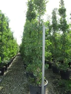 Japanse Notenboom (Ginkgo Biloba) -Green Roots Exporteren Winkel ginkgo biloba 2