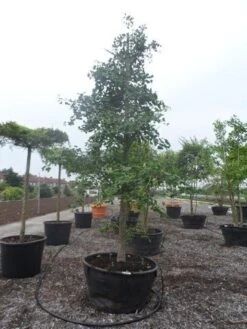 Japanse Notenboom (Ginkgo Biloba) -Green Roots Exporteren Winkel ginkgo biloba 35 40 c500 geveerd