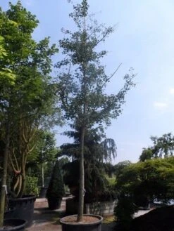 Japanse Notenboom (Ginkgo Biloba) -Green Roots Exporteren Winkel ginkgo biloba 35 40ho cont