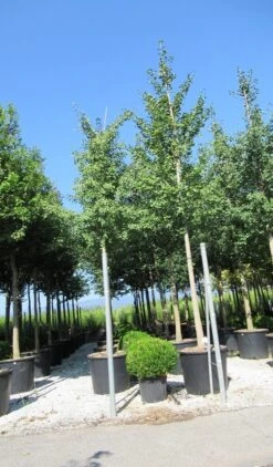 Japanse Notenboom (Ginkgo Biloba) -Green Roots Exporteren Winkel ginkgo biloba 3