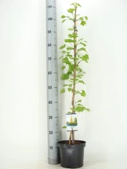 Japanse Notenboom Als Struik (Ginkgo Biloba) -Green Roots Exporteren Winkel ginkgo biloba 60 80 zomer c3 m 1
