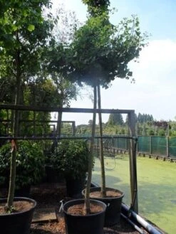 Japanse Notenboom (Ginkgo Biloba 'Horizontalis') -Green Roots Exporteren Winkel ginkgo biloba horizontalis 18 20ho c130