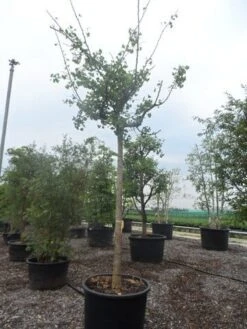 Japanse Notenboom (Ginkgo Biloba 'Horizontalis') -Green Roots Exporteren Winkel ginkgo biloba horizontalis 25 30ho c300