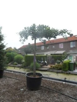 Japanse Notenboom (Ginkgo Biloba 'Horizontalis') -Green Roots Exporteren Winkel ginkgo biloba horizontalis 25 30ho c350