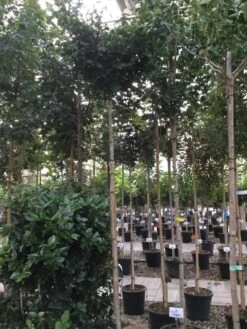 Japanse Notenboom (Ginkgo Biloba 'Mariken') -Green Roots Exporteren Winkel ginkgo biloba mariken