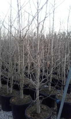 Japanse Notenboom, Meerstammig (Ginkgo Biloba) -Green Roots Exporteren Winkel ginkgo biloba meerstammig 2