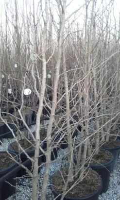 Japanse Notenboom, Meerstammig (Ginkgo Biloba) -Green Roots Exporteren Winkel ginkgo biloba meerstammig 2