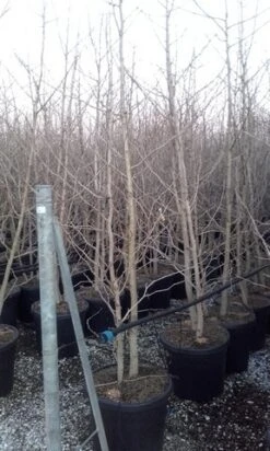 Japanse Notenboom, Meerstammig (Ginkgo Biloba) -Green Roots Exporteren Winkel ginkgo biloba meerstammig 3 1