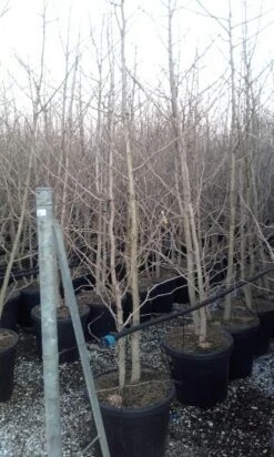 Japanse Notenboom, Meerstammig (Ginkgo Biloba) -Green Roots Exporteren Winkel ginkgo biloba meerstammig 4 1