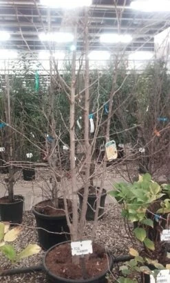 Japanse Notenboom, Meerstammig (Ginkgo Biloba) -Green Roots Exporteren Winkel ginkgo biloba meerstammig 5