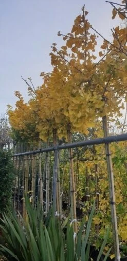 Japanse Notenboom (Ginkgo Biloba 'Mariken') -Green Roots Exporteren Winkel ginkgomariken02