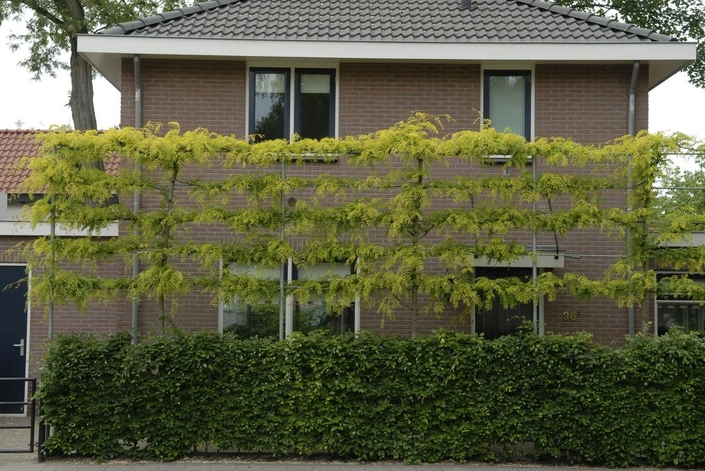 Valse Christusdoorn Als Leiboom (Gleditsia Triacanthos 'Sunburst') 1 Valse Christusdoorn Als Leiboom (Gleditsia Triacanthos 'Sunburst')