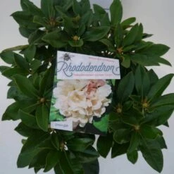 Dwergrhododendron (Rhododendron 'Golden Torch') -Green Roots Exporteren Winkel golden torch c4 boven 1