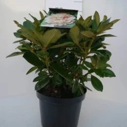 Dwergrhododendron (Rhododendron 'Golden Torch') -Green Roots Exporteren Winkel golden torch c4 voor 1