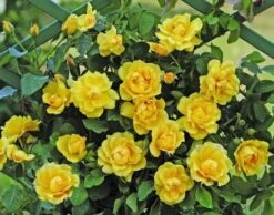 Klimroos (Rosa 'Golden Gate') -Green Roots Exporteren Winkel goldengate