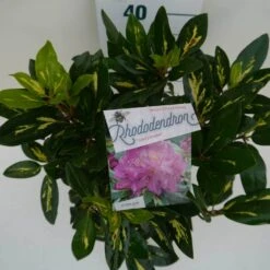 Rhododendron (Rhododendron 'Goldflimmer') 18 Rhododendron (Rhododendron 'Goldflimmer') -Green Roots Exporteren Winkel goldflimmer c5 boven 1