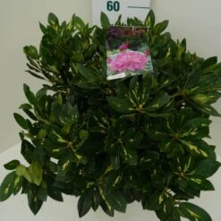 Rhododendron (Rhododendron 'Goldflimmer') 22 Rhododendron (Rhododendron 'Goldflimmer') -Green Roots Exporteren Winkel goldflimmer c7.5 zij 1
