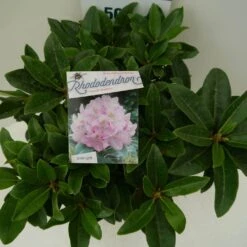 Rhododendron (Rhododendron 'Gomer Waterer') 13 Rhododendron (Rhododendron 'Gomer Waterer') -Green Roots Exporteren Winkel gomer waterer c7.5 boven 1