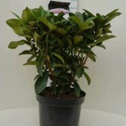 Rhododendron (Rhododendron 'Gomer Waterer') 12 Rhododendron (Rhododendron 'Gomer Waterer') -Green Roots Exporteren Winkel gomer waterer c7.5 voor 1