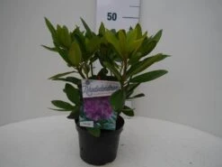 Rhododendron (Rhododendron Catawbiense 'Grandiflorum') -Green Roots Exporteren Winkel grandiflorum c2 voor 1