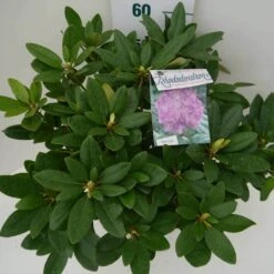 Rhododendron (Rhododendron Catawbiense 'Grandiflorum') -Green Roots Exporteren Winkel grandiflorum c7.5 boven 1