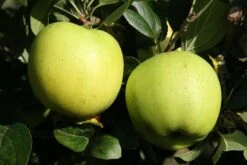 Lei-Appel (Malus Domestica 'Greensleeves') -Green Roots Exporteren Winkel greensleeves 1