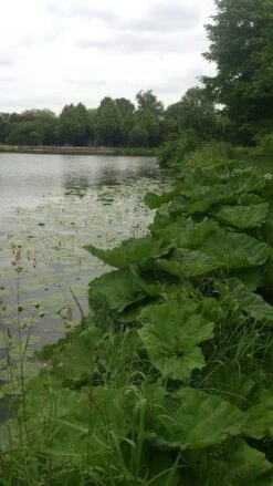 Mammoetblad (Gunnera Manicata) -Green Roots Exporteren Winkel gunnera
