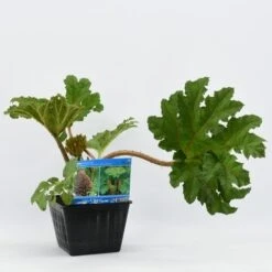Mammoetblad (Gunnera Manicata) -Green Roots Exporteren Winkel gunnera manicata 28x28 20180412192854 2 1