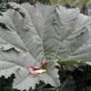 Mammoetblad (Gunnera Manicata)