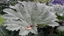 Mammoetblad (Gunnera Manicata)