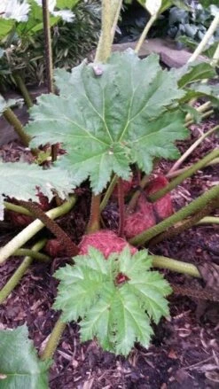 Mammoetblad (Gunnera Manicata) -Green Roots Exporteren Winkel gunnera manicata 4