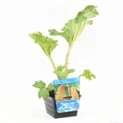 Mammoetblad (Gunnera Manicata) -Green Roots Exporteren Winkel gunnera manicata s e 13230 p18 1