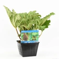 Mammoetblad (Gunnera Manicata) -Green Roots Exporteren Winkel gunnera manicata s e 13645 p28 1