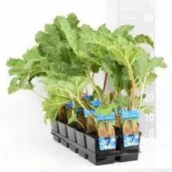 Mammoetblad (Gunnera Manicata) -Green Roots Exporteren Winkel gunnera manicata tl e 11115 p9 1